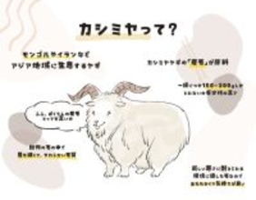 カシミヤ100％、カシミヤタッチ…何が違う？ 意外と知らない“カシミヤ表示”の真実と、“損しない選び方”