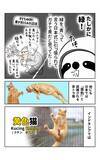 「茶トラ猫は「黄色猫」!? バリ島在住14年で驚いた日本との違い。物価も急上昇、マルボロは4倍、生活費は月3万→17万円に＜漫画＞」の画像2