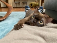 「生計を立てるのは無理がある」“猫の希少種”専門ブリーダーが明かす実情。悪徳ブリーダーへの憤りも