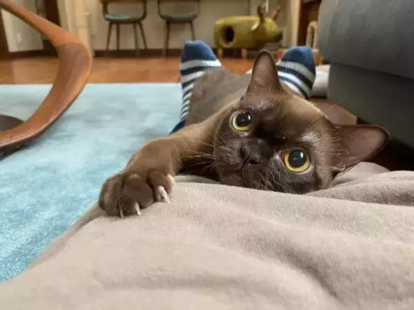 「生計を立てるのは無理がある」“猫の希少種”専門ブリーダーが明かす実情。悪徳ブリーダーへの憤りも