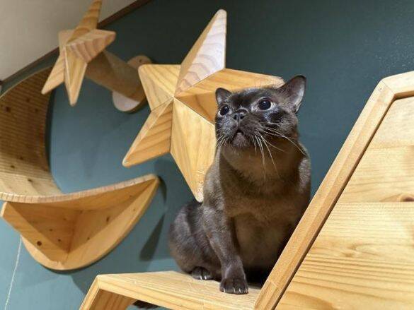 「生計を立てるのは無理がある」“猫の希少種”専門ブリーダーが明かす実情。悪徳ブリーダーへの憤りも