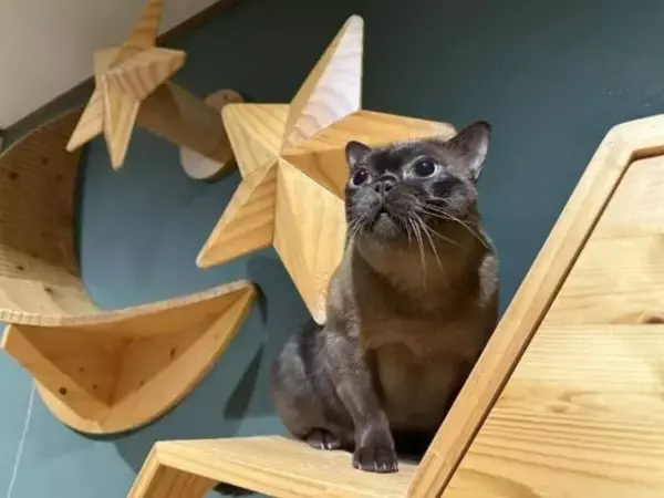 「「生計を立てるのは無理がある」“猫の希少種”専門ブリーダーが明かす実情。悪徳ブリーダーへの憤りも」の画像