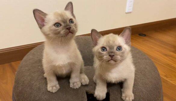 「生計を立てるのは無理がある」“猫の希少種”専門ブリーダーが明かす実情。悪徳ブリーダーへの憤りも