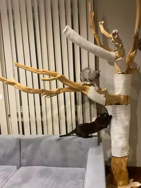 「「生計を立てるのは無理がある」“猫の希少種”専門ブリーダーが明かす実情。悪徳ブリーダーへの憤りも」の画像