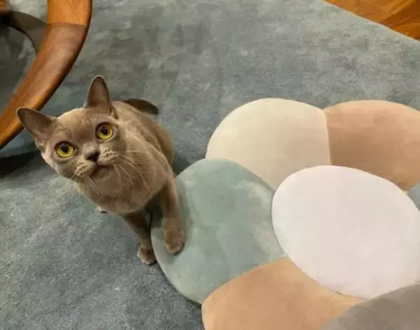 「「生計を立てるのは無理がある」“猫の希少種”専門ブリーダーが明かす実情。悪徳ブリーダーへの憤りも」の画像