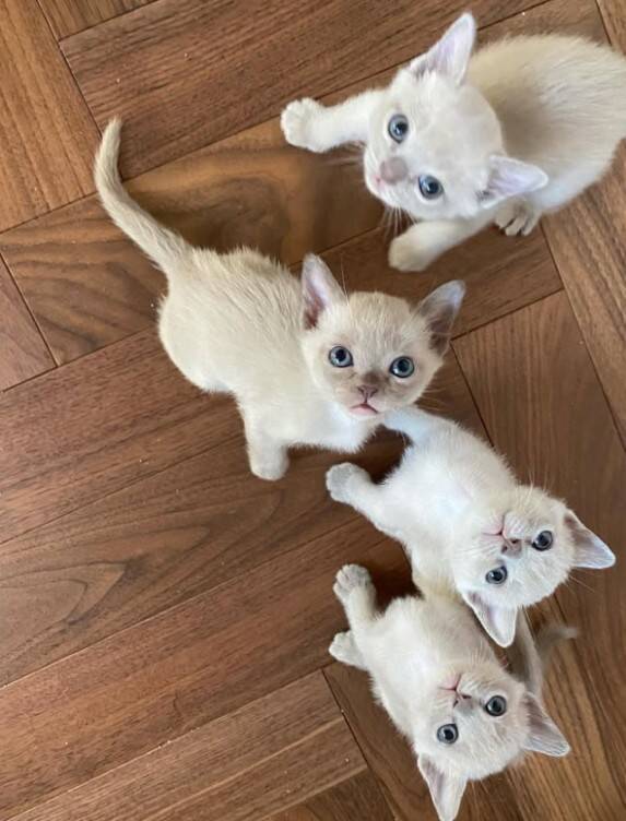 「生計を立てるのは無理がある」“猫の希少種”専門ブリーダーが明かす実情。悪徳ブリーダーへの憤りも