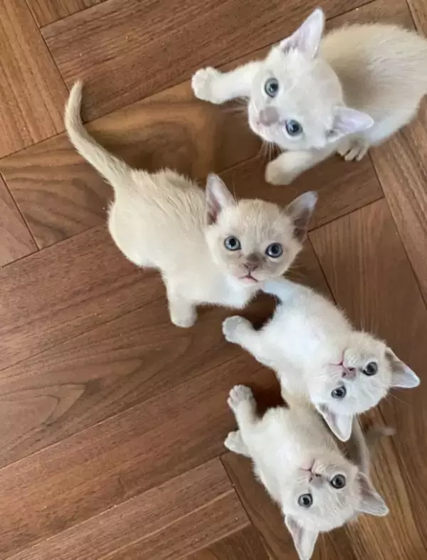 「「生計を立てるのは無理がある」“猫の希少種”専門ブリーダーが明かす実情。悪徳ブリーダーへの憤りも」の画像