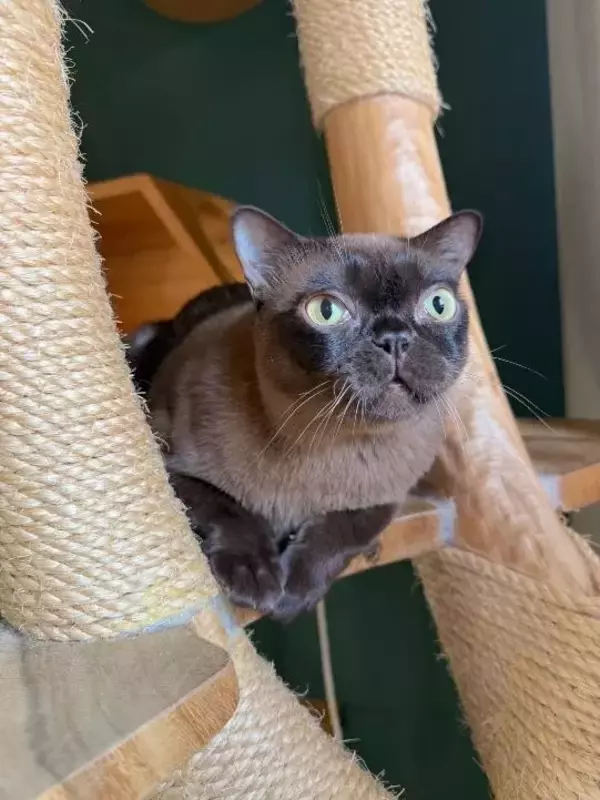 「「生計を立てるのは無理がある」“猫の希少種”専門ブリーダーが明かす実情。悪徳ブリーダーへの憤りも」の画像