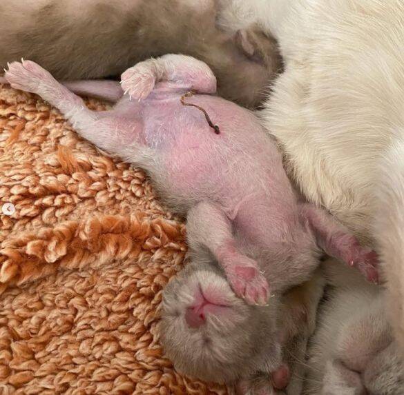 「生計を立てるのは無理がある」“猫の希少種”専門ブリーダーが明かす実情。悪徳ブリーダーへの憤りも