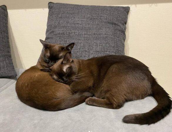 「生計を立てるのは無理がある」“猫の希少種”専門ブリーダーが明かす実情。悪徳ブリーダーへの憤りも