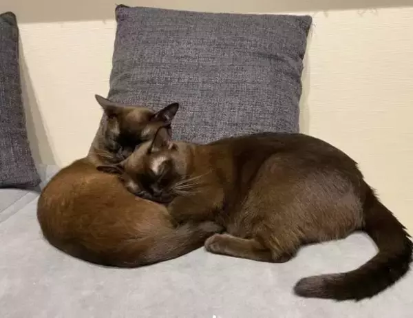 「「生計を立てるのは無理がある」“猫の希少種”専門ブリーダーが明かす実情。悪徳ブリーダーへの憤りも」の画像