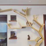 「「生計を立てるのは無理がある」“猫の希少種”専門ブリーダーが明かす実情。悪徳ブリーダーへの憤りも」の画像7