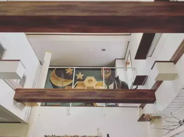 「「生計を立てるのは無理がある」“猫の希少種”専門ブリーダーが明かす実情。悪徳ブリーダーへの憤りも」の画像