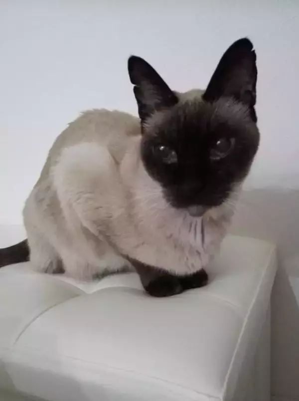 目の前で車に当て逃げされた野良猫を保護。犬派だった飼い主が“猫と暮らす幸せ”を実感し、無類の猫好きになるまで