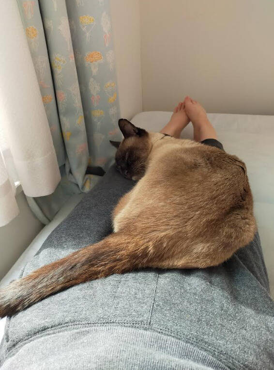 目の前で車に当て逃げされた野良猫を保護。犬派だった飼い主が“猫と暮らす幸せ”を実感し、無類の猫好きになるまで