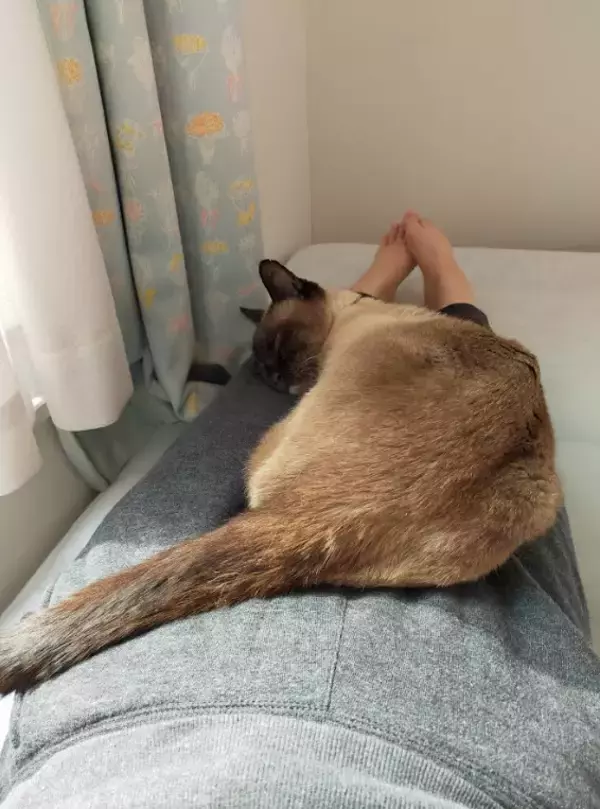 「目の前で車に当て逃げされた野良猫を保護。犬派だった飼い主が“猫と暮らす幸せ”を実感し、無類の猫好きになるまで」の画像