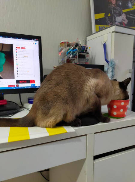 目の前で車に当て逃げされた野良猫を保護。犬派だった飼い主が“猫と暮らす幸せ”を実感し、無類の猫好きになるまで