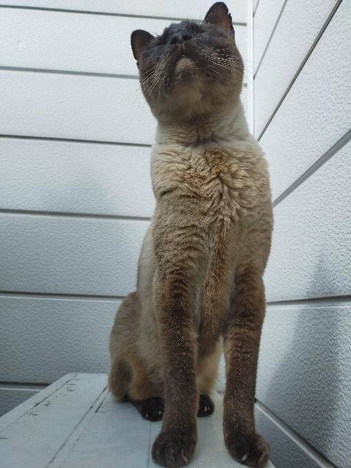 目の前で車に当て逃げされた野良猫を保護。犬派だった飼い主が“猫と暮らす幸せ”を実感し、無類の猫好きになるまで