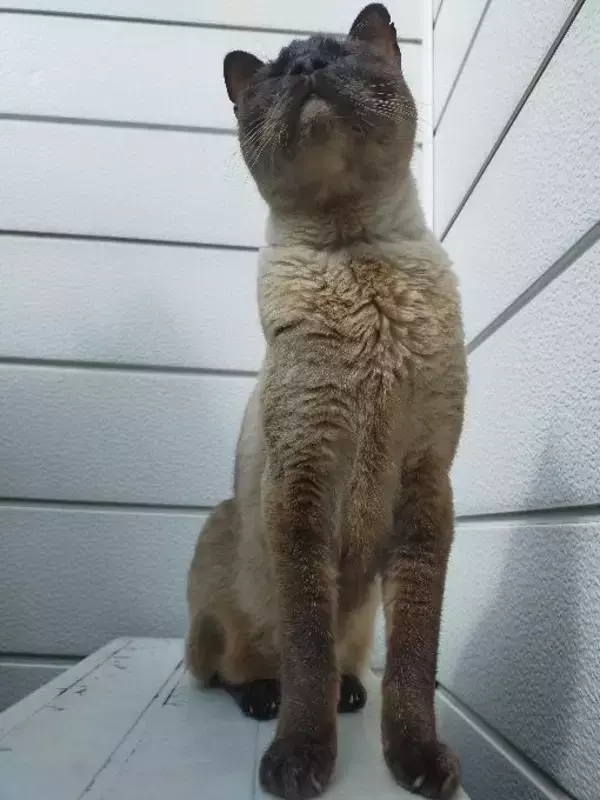 「目の前で車に当て逃げされた野良猫を保護。犬派だった飼い主が“猫と暮らす幸せ”を実感し、無類の猫好きになるまで」の画像
