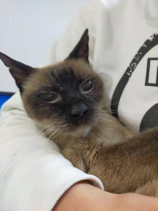 目の前で車に当て逃げされた野良猫を保護。犬派だった飼い主が“猫と暮らす幸せ”を実感し、無類の猫好きになるまで