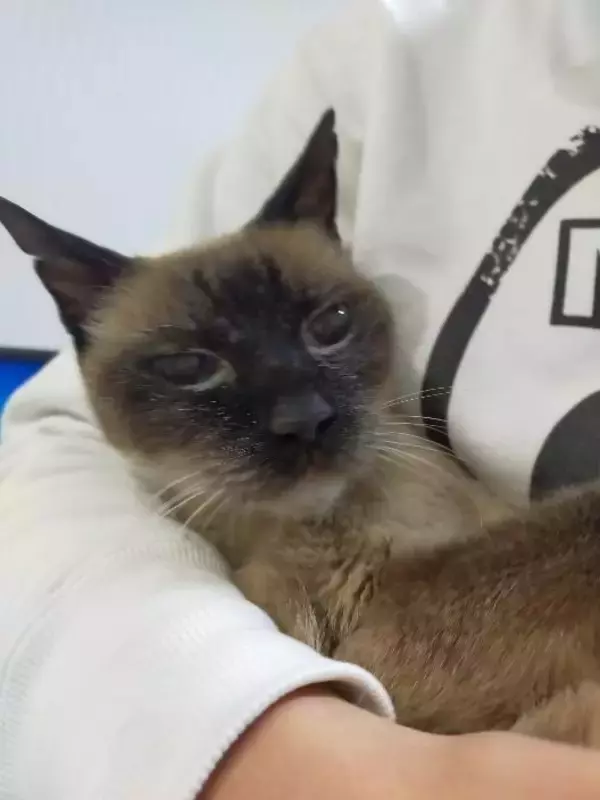 「目の前で車に当て逃げされた野良猫を保護。犬派だった飼い主が“猫と暮らす幸せ”を実感し、無類の猫好きになるまで」の画像