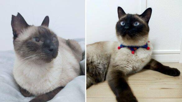 目の前で車に当て逃げされた野良猫を保護。犬派だった飼い主が“猫と暮らす幸せ”を実感し、無類の猫好きになるまで