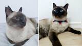 「目の前で車に当て逃げされた野良猫を保護。犬派だった飼い主が“猫と暮らす幸せ”を実感し、無類の猫好きになるまで」の画像8