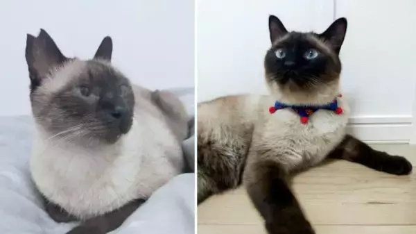 「目の前で車に当て逃げされた野良猫を保護。犬派だった飼い主が“猫と暮らす幸せ”を実感し、無類の猫好きになるまで」の画像