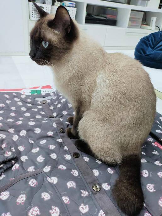 目の前で車に当て逃げされた野良猫を保護。犬派だった飼い主が“猫と暮らす幸せ”を実感し、無類の猫好きになるまで