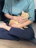 「用水路で今にも流されそうな子猫を保護→2年後の“成長した姿”と食いしん坊キャラが愛くるしい」の画像10