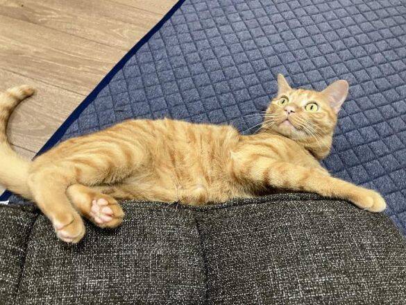 用水路で今にも流されそうな子猫を保護→2年後の“成長した姿”と食いしん坊キャラが愛くるしい