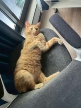 用水路で今にも流されそうな子猫を保護→2年後の“成長した姿”と食いしん坊キャラが愛くるしい