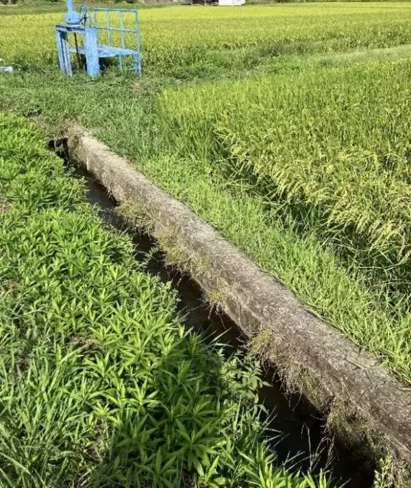 「用水路で今にも流されそうな子猫を保護→2年後の“成長した姿”と食いしん坊キャラが愛くるしい」の画像