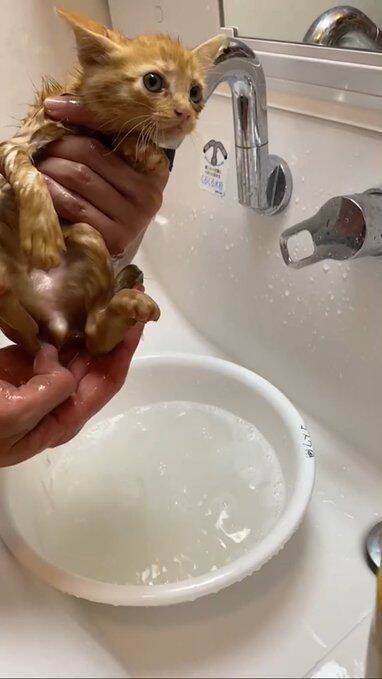 用水路で今にも流されそうな子猫を保護→2年後の“成長した姿”と食いしん坊キャラが愛くるしい