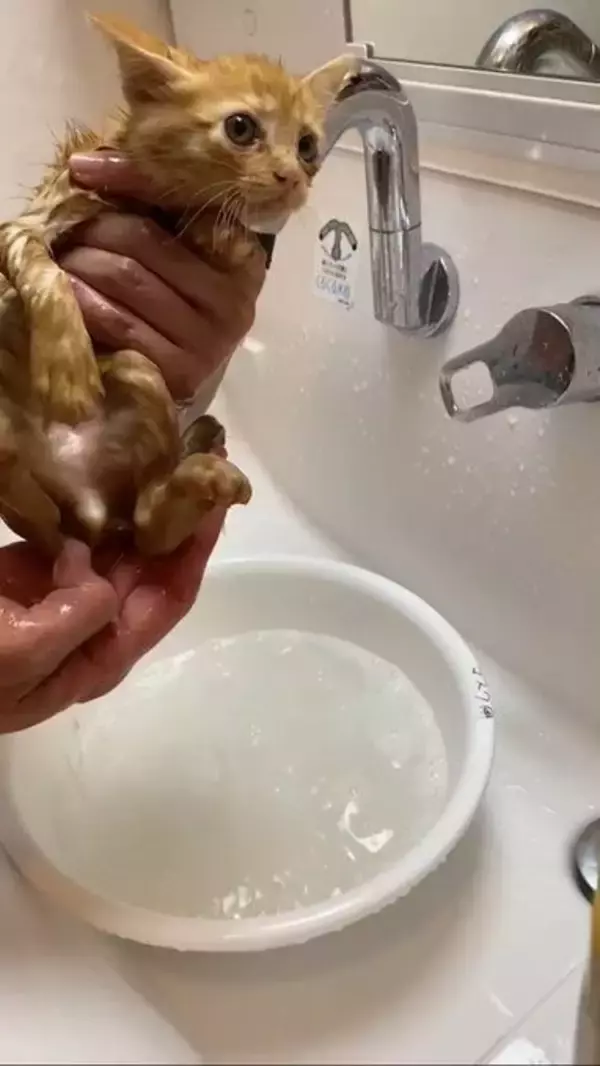 「用水路で今にも流されそうな子猫を保護→2年後の“成長した姿”と食いしん坊キャラが愛くるしい」の画像