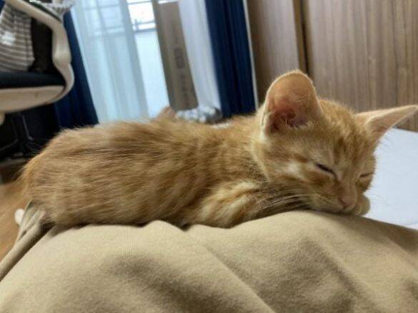 用水路で今にも流されそうな子猫を保護→2年後の“成長した姿”と食いしん坊キャラが愛くるしい