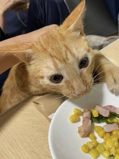 用水路で今にも流されそうな子猫を保護→2年後の“成長した姿”と食いしん坊キャラが愛くるしい