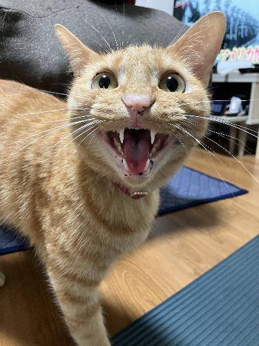 用水路で今にも流されそうな子猫を保護→2年後の“成長した姿”と食いしん坊キャラが愛くるしい