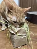 「用水路で今にも流されそうな子猫を保護→2年後の“成長した姿”と食いしん坊キャラが愛くるしい」の画像8