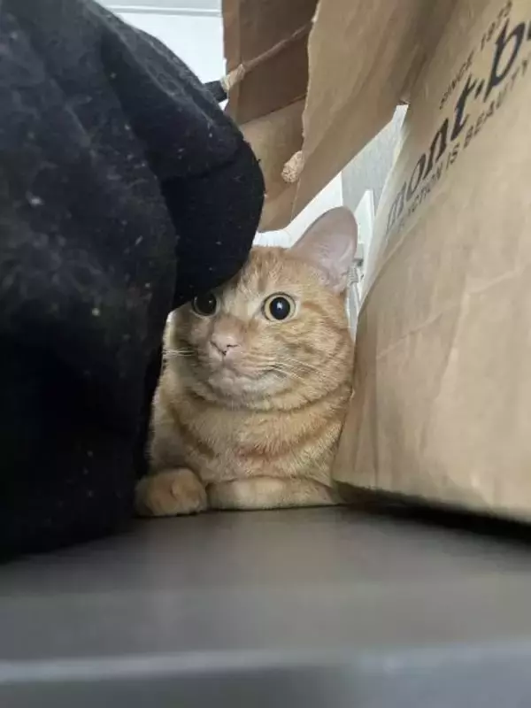 「用水路で今にも流されそうな子猫を保護→2年後の“成長した姿”と食いしん坊キャラが愛くるしい」の画像