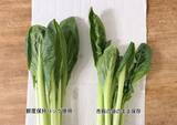 「野菜を腐らせる前に買って！ ダイソー110円“鮮度保持バッグ”の実力に驚いた。すぐ傷む野菜もシャキッと長持ち」の画像6
