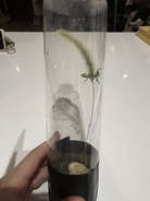 「虫を殺したくない」虫好きの8歳男子が発明した“コバエホイホイ”がスゴい！本人とママに話を聞くと