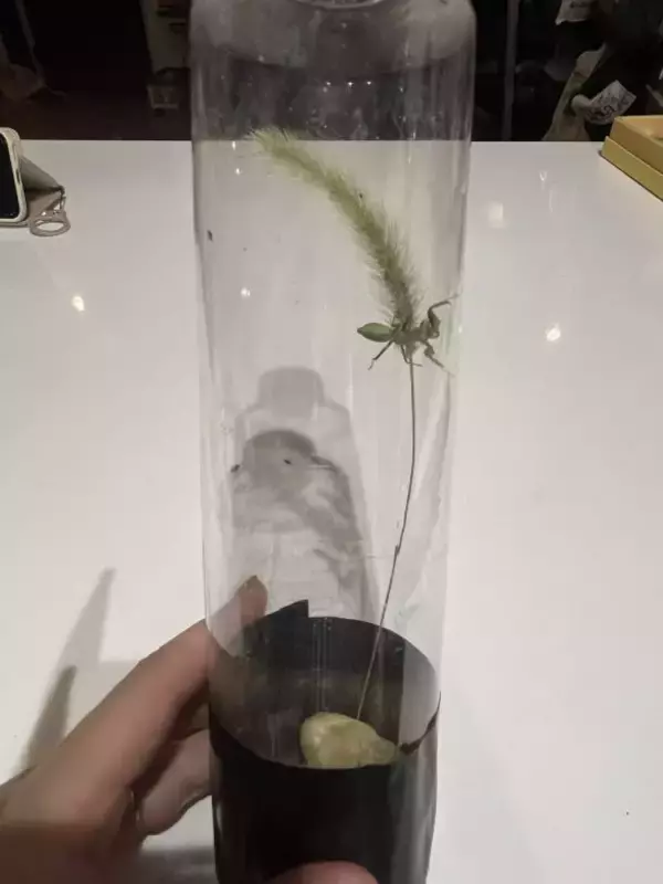 「虫を殺したくない」虫好きの8歳男子が発明した“コバエホイホイ”がスゴい！本人とママに話を聞くと