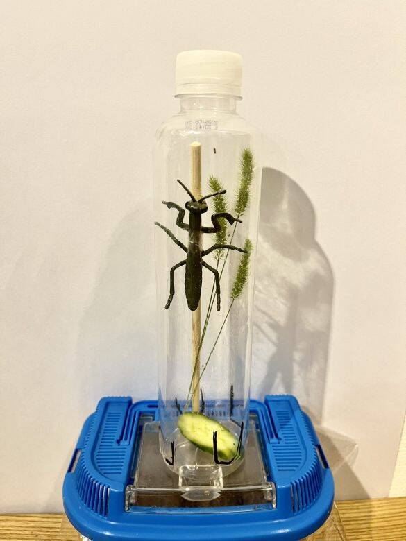 「虫を殺したくない」虫好きの8歳男子が発明した“コバエホイホイ”がスゴい！本人とママに話を聞くと