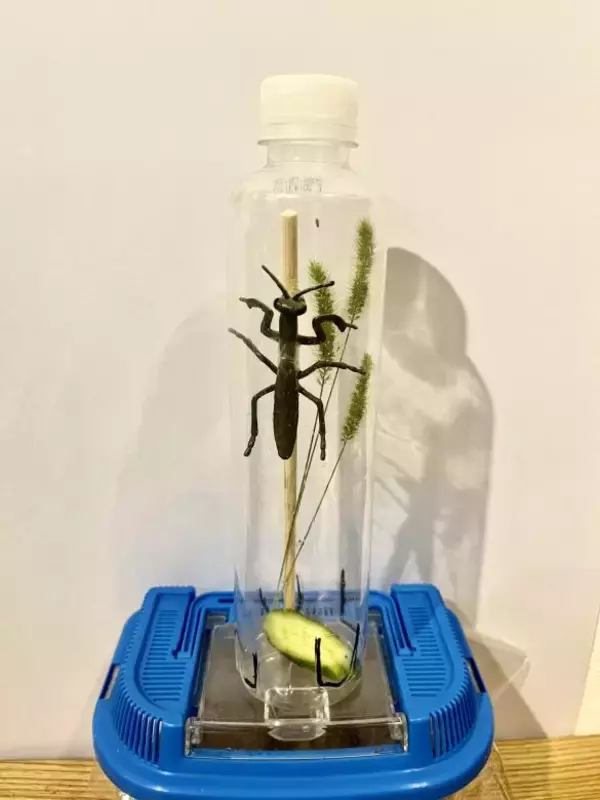 「「虫を殺したくない」虫好きの8歳男子が発明した“コバエホイホイ”がスゴい！本人とママに話を聞くと」の画像