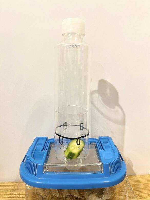 「虫を殺したくない」虫好きの8歳男子が発明した“コバエホイホイ”がスゴい！本人とママに話を聞くと