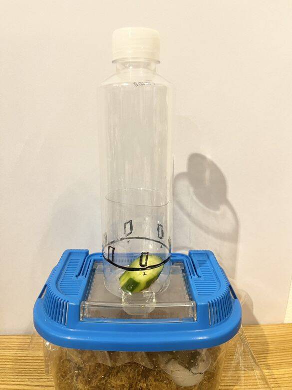 「虫を殺したくない」虫好きの8歳男子が発明した“コバエホイホイ”がスゴい！本人とママに話を聞くと