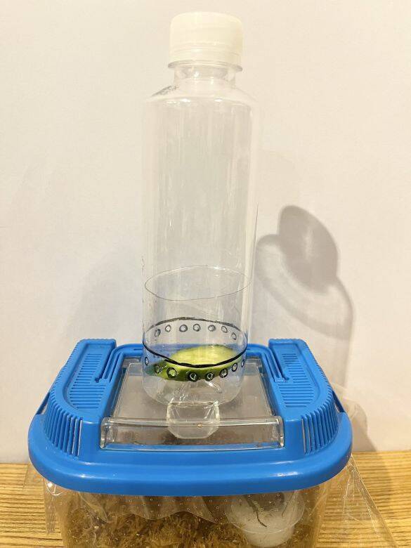 「虫を殺したくない」虫好きの8歳男子が発明した“コバエホイホイ”がスゴい！本人とママに話を聞くと