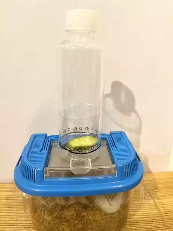 「「虫を殺したくない」虫好きの8歳男子が発明した“コバエホイホイ”がスゴい！本人とママに話を聞くと」の画像