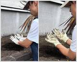 「ワークマンとダイソーの「ゴム手袋」を徹底比較！ 値段はワークマンが約3倍。作業しやすいのは」の画像8